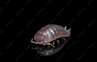 Porcellio Dilatatus Front Water