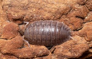 Porcellio Dilatatus Top Water