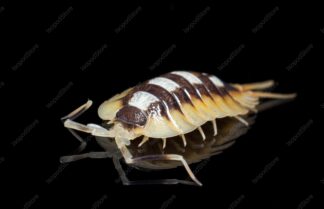 Porcellio Expansus Orange Front Water