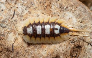 Porcellio Expansus Orange Top Water