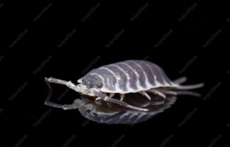 Porcellio Hoffmannseggii Front Water