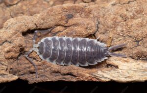 Porcellio Hoffmannseggii Top Water