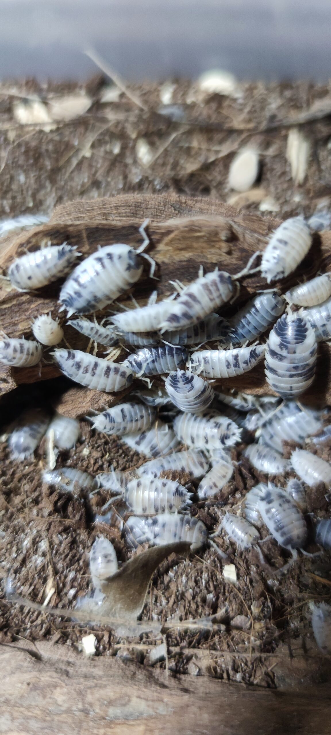 Porcellio Laevis Dairy Cow