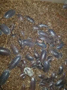 Porcellio laevis black