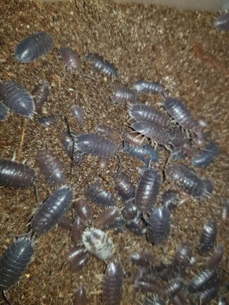 Porcellio laevis black