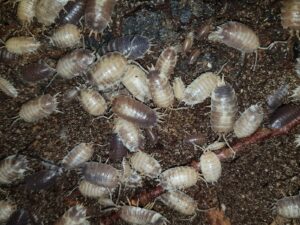 Porcellio laevis milkback