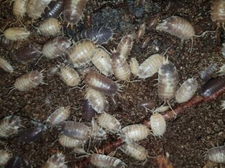 Porcellio laevis milkback