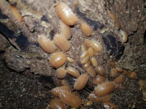 Porcellio laevis orange