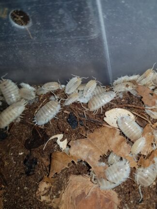 Porcellio laevis white