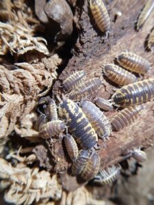 Porcellio ornatus chocolate