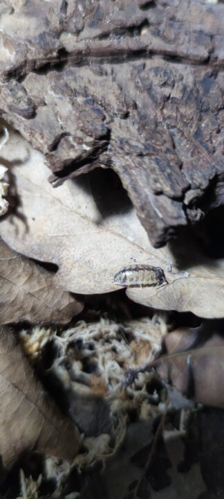 Porcellio Ornatus High Yellow