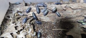Porcellio Pumicatus