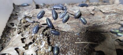 Porcellio Pumicatus
