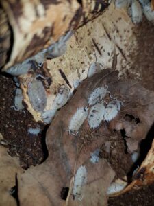 Porcellio scaber Dalmatian