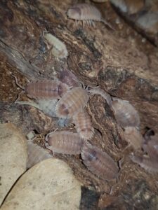 Porcellio scaber Ghost