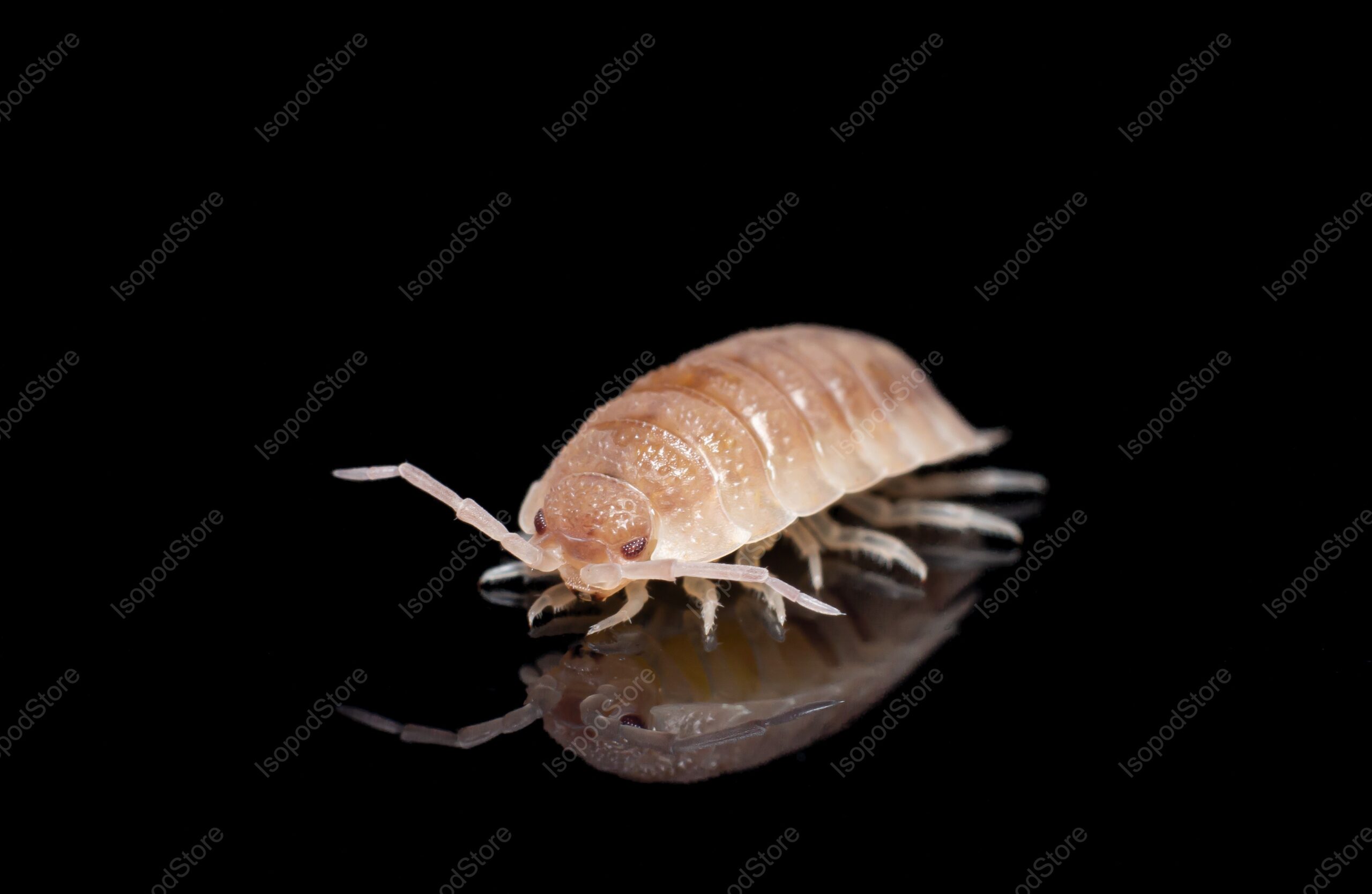 Porcellio scaber Ghost front WATER