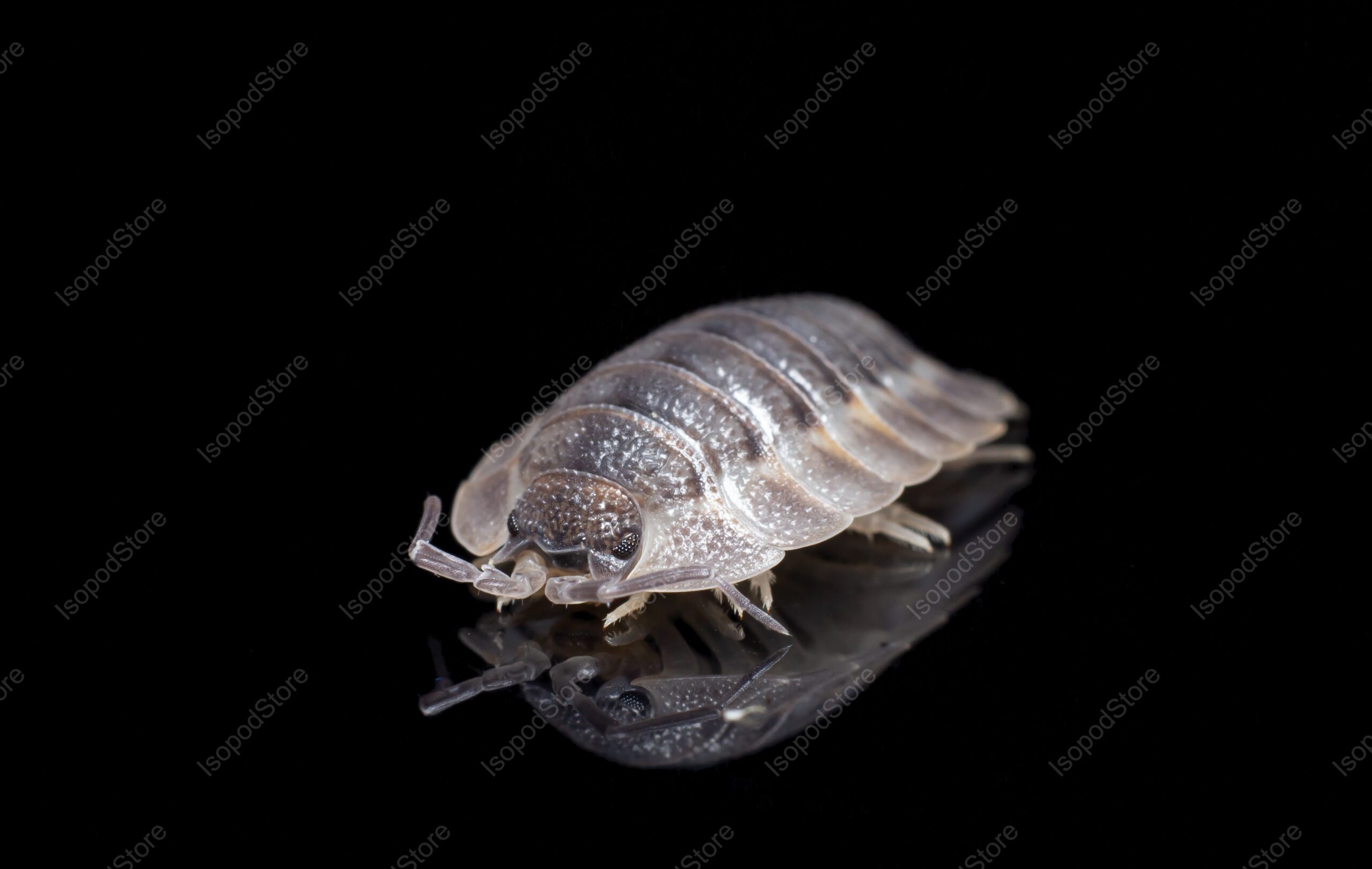 Porcellio Spatulatus Coros Front Water