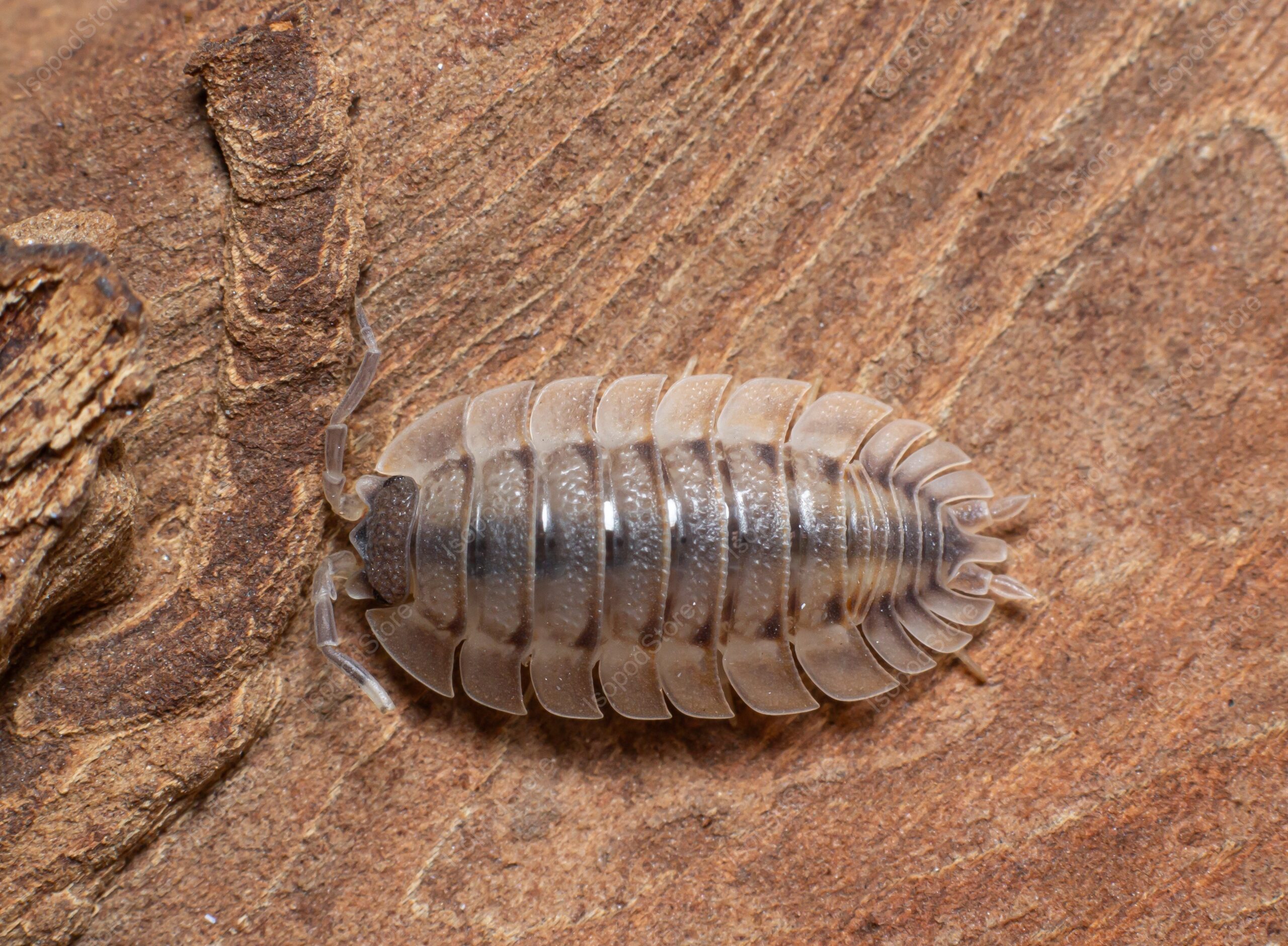 Porcellio Spatulatus Coros Top Water