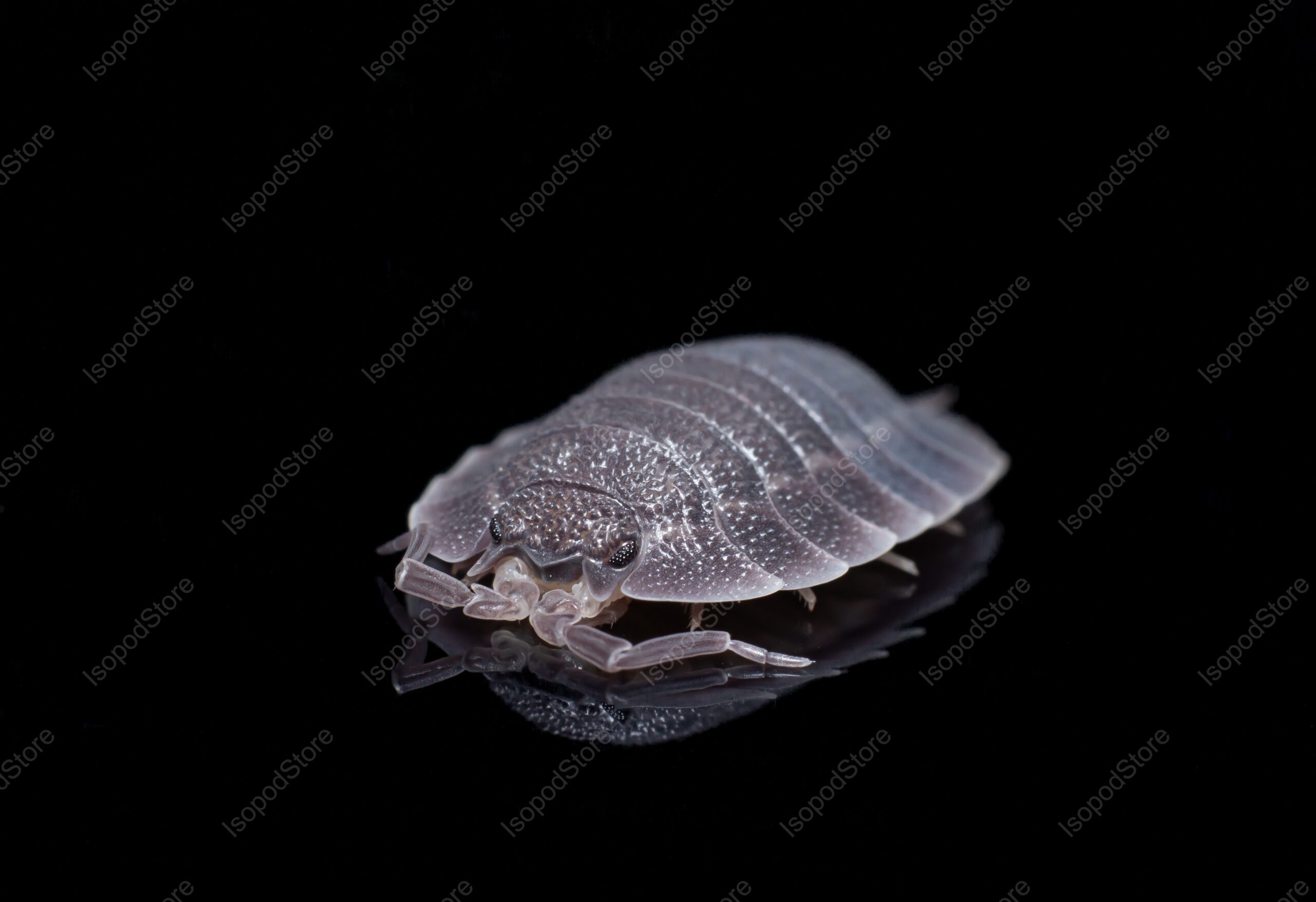 Porcellio Spatulatus Front Water