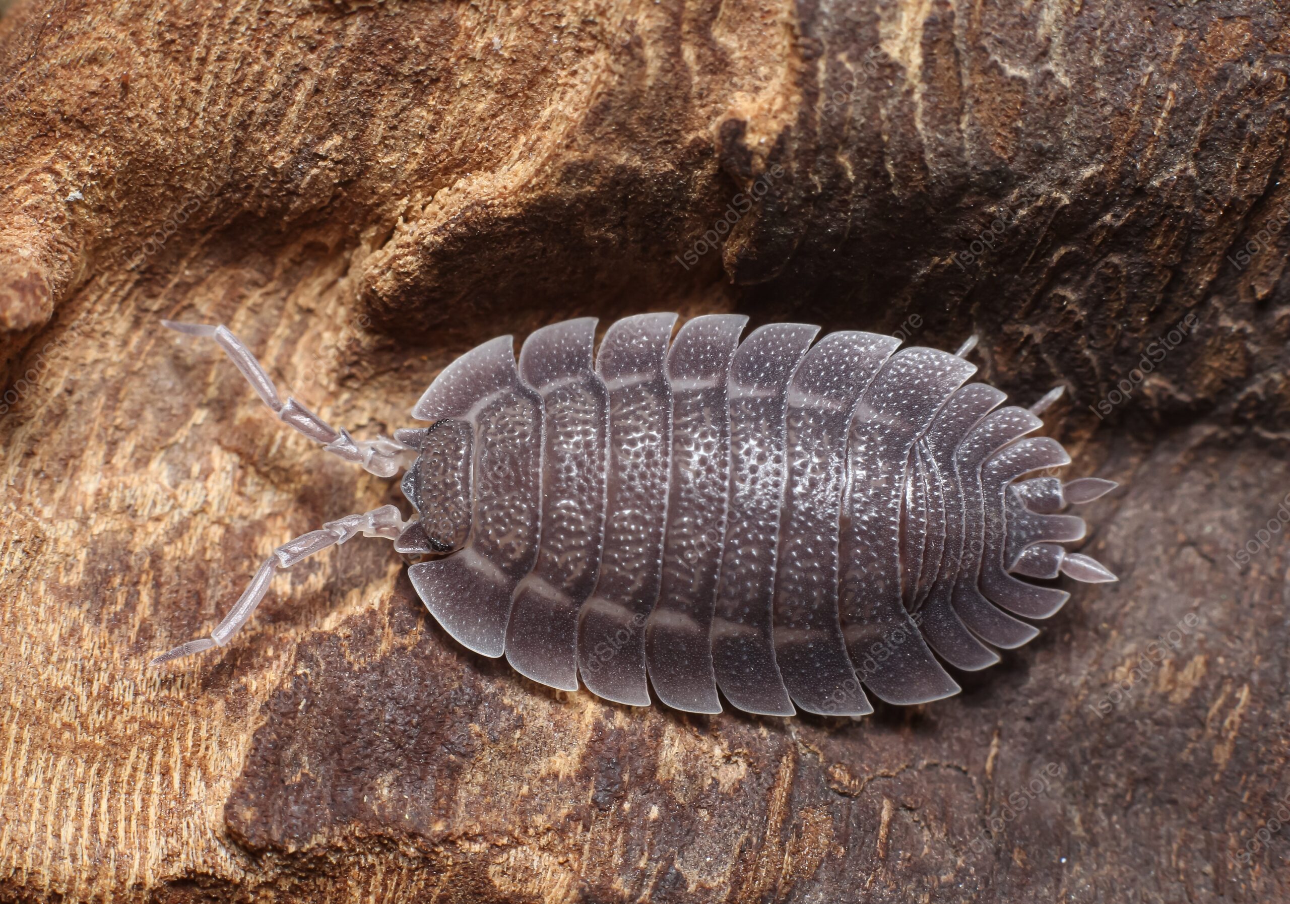 Porcellio Spatulatus Top Water
