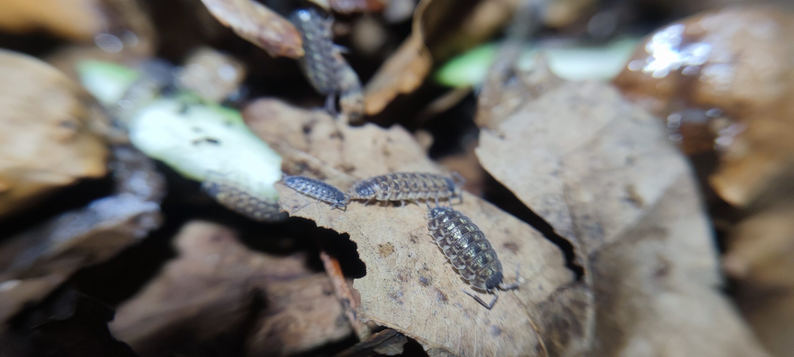 Porcellio Spinicornis