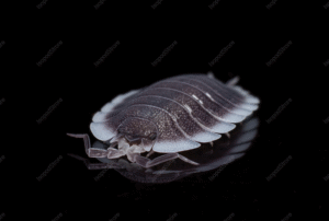 Porcellio werneri front WATER