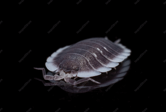 Porcellio werneri front WATER