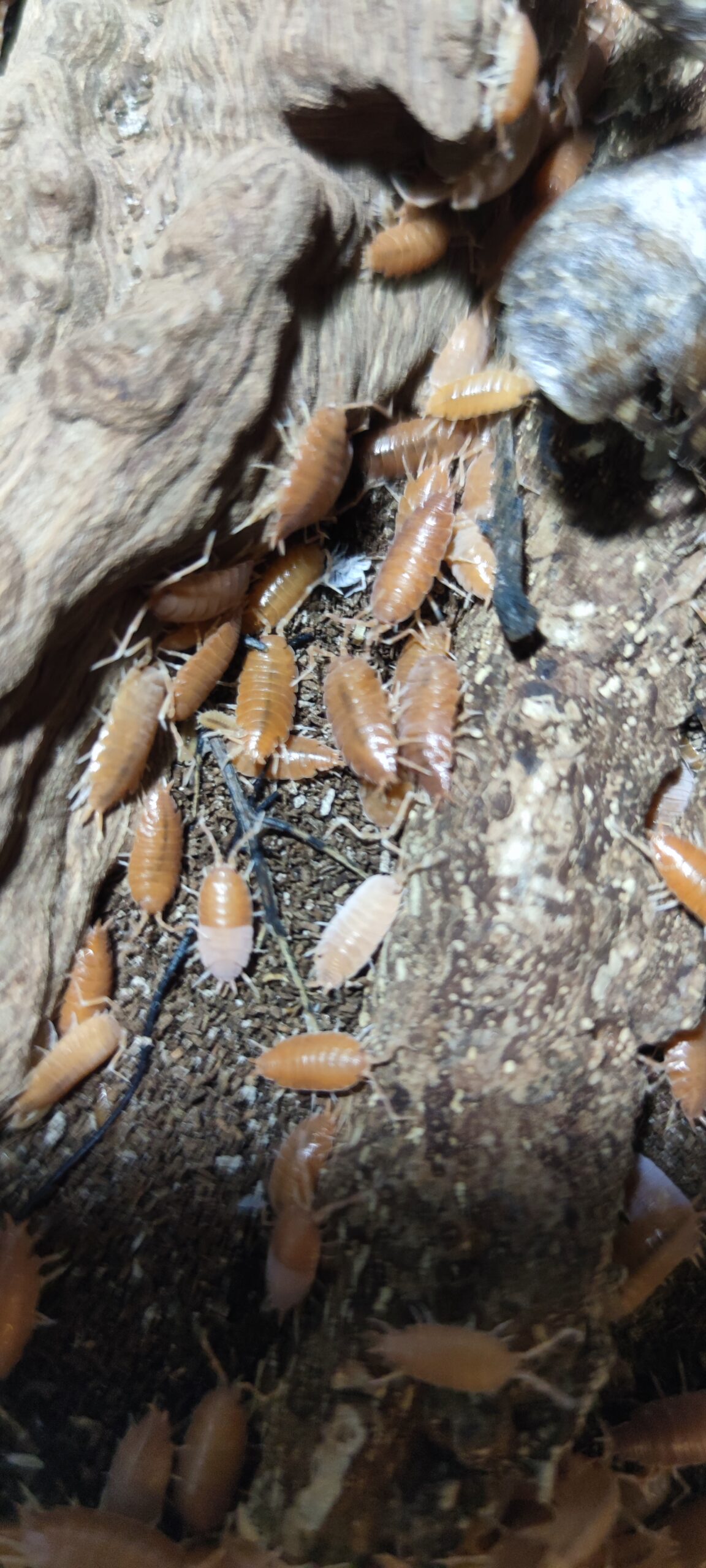 Porcellionides Pruinosus Powder Orange