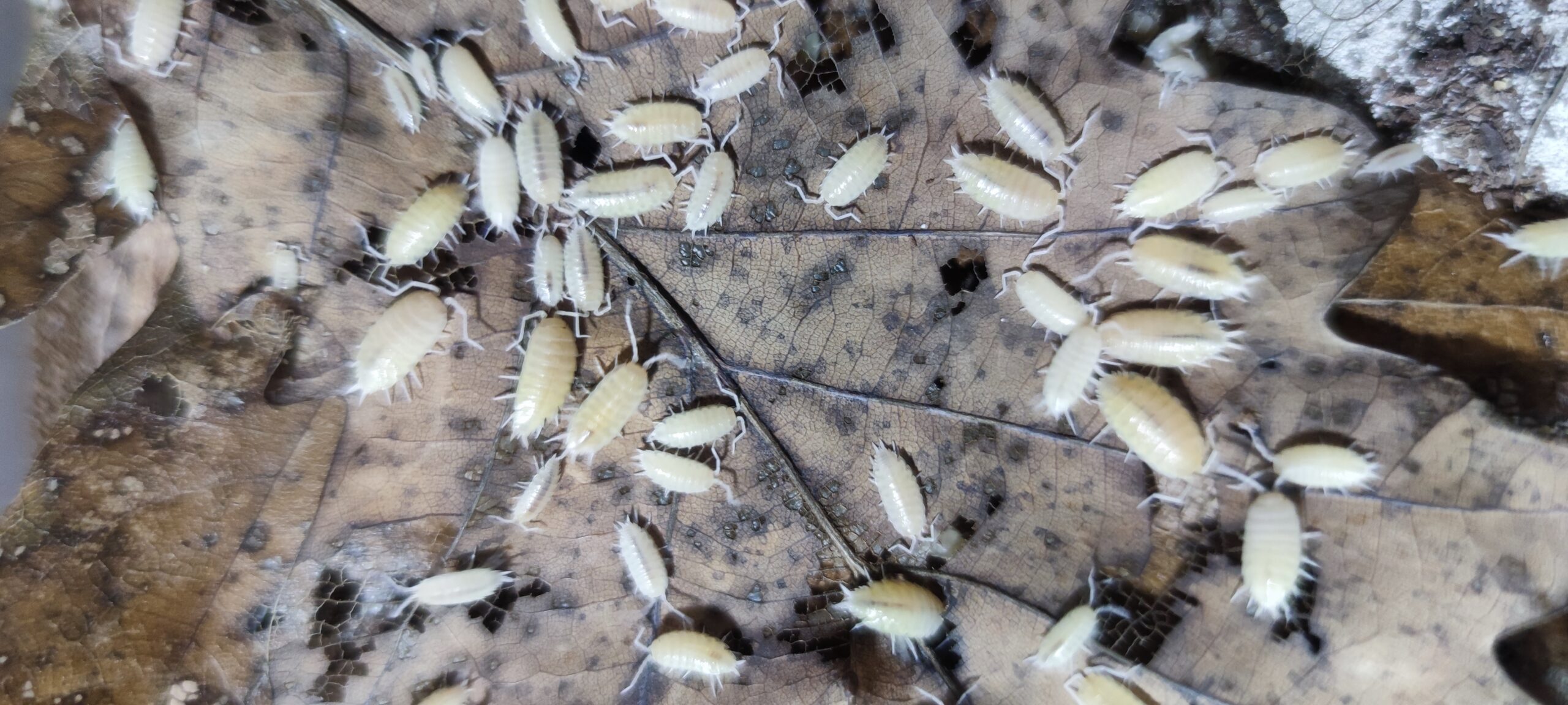 Porcellionides Pruinosus Whiteout