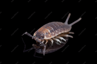 Protracheoniscus sp. Dark Red front WATER