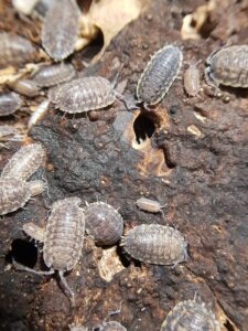 Trachelipus sp. gagry