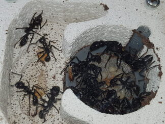 Paraponera clavata 1