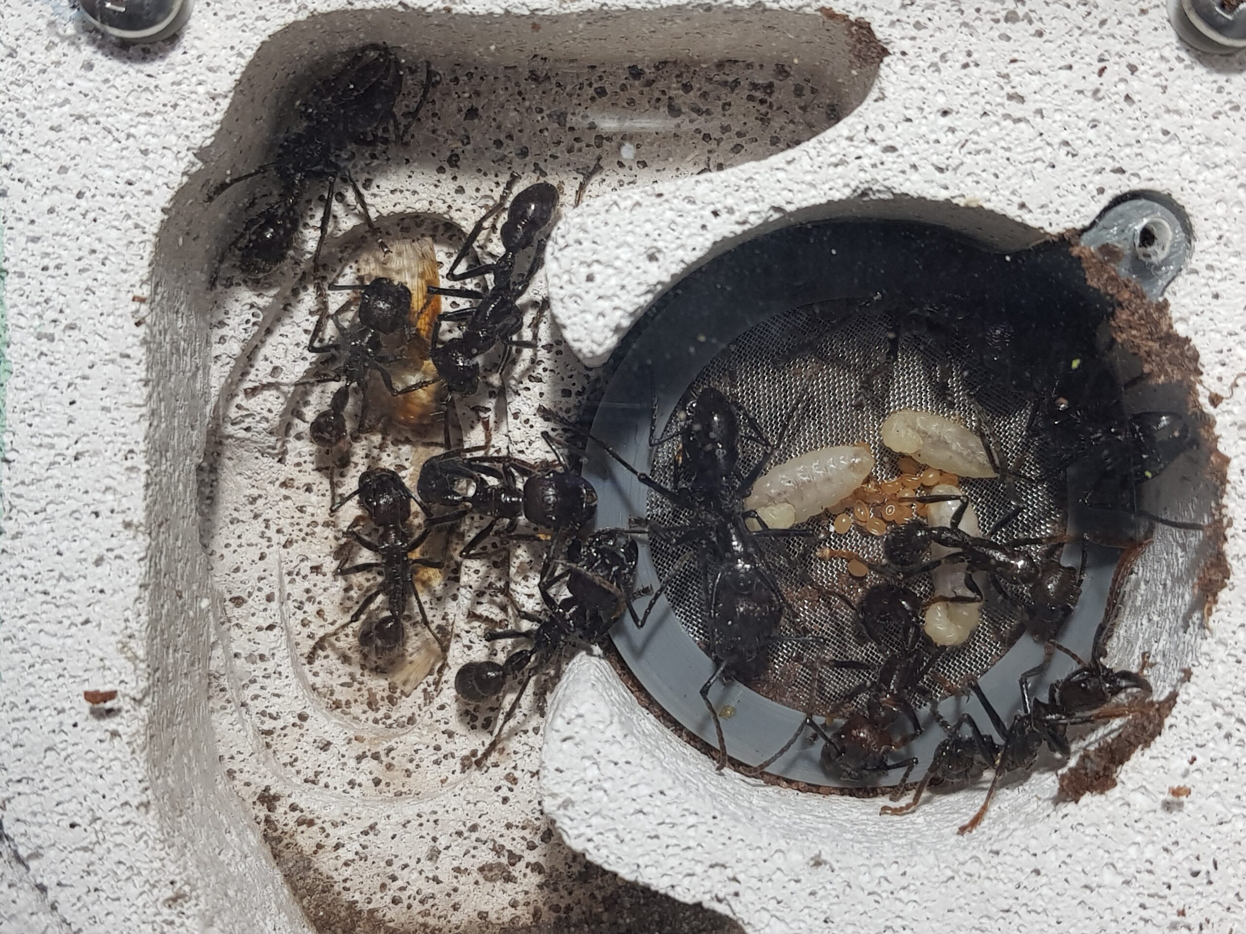 Paraponera clavata 2