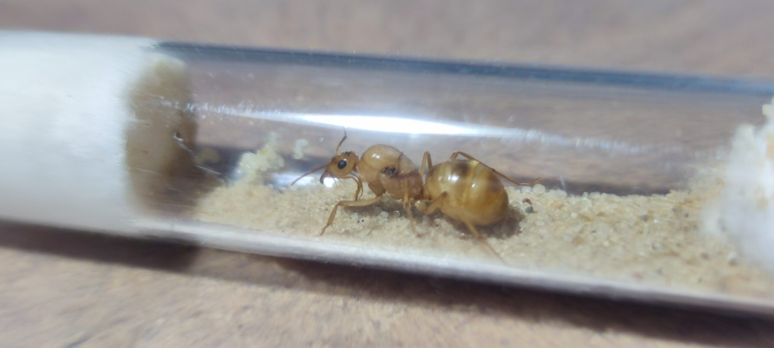 Myrmeco mexicanus