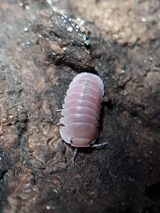 Cubaris sp. Cherry Blossom