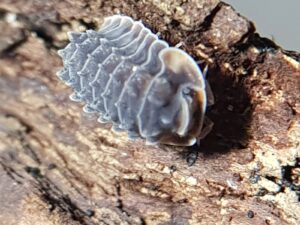 Isopoda sp. Shiny Gator