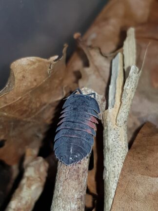 Ardentiella sp. Lava
