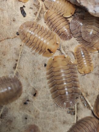 Troglodillo sp. Vex (1)
