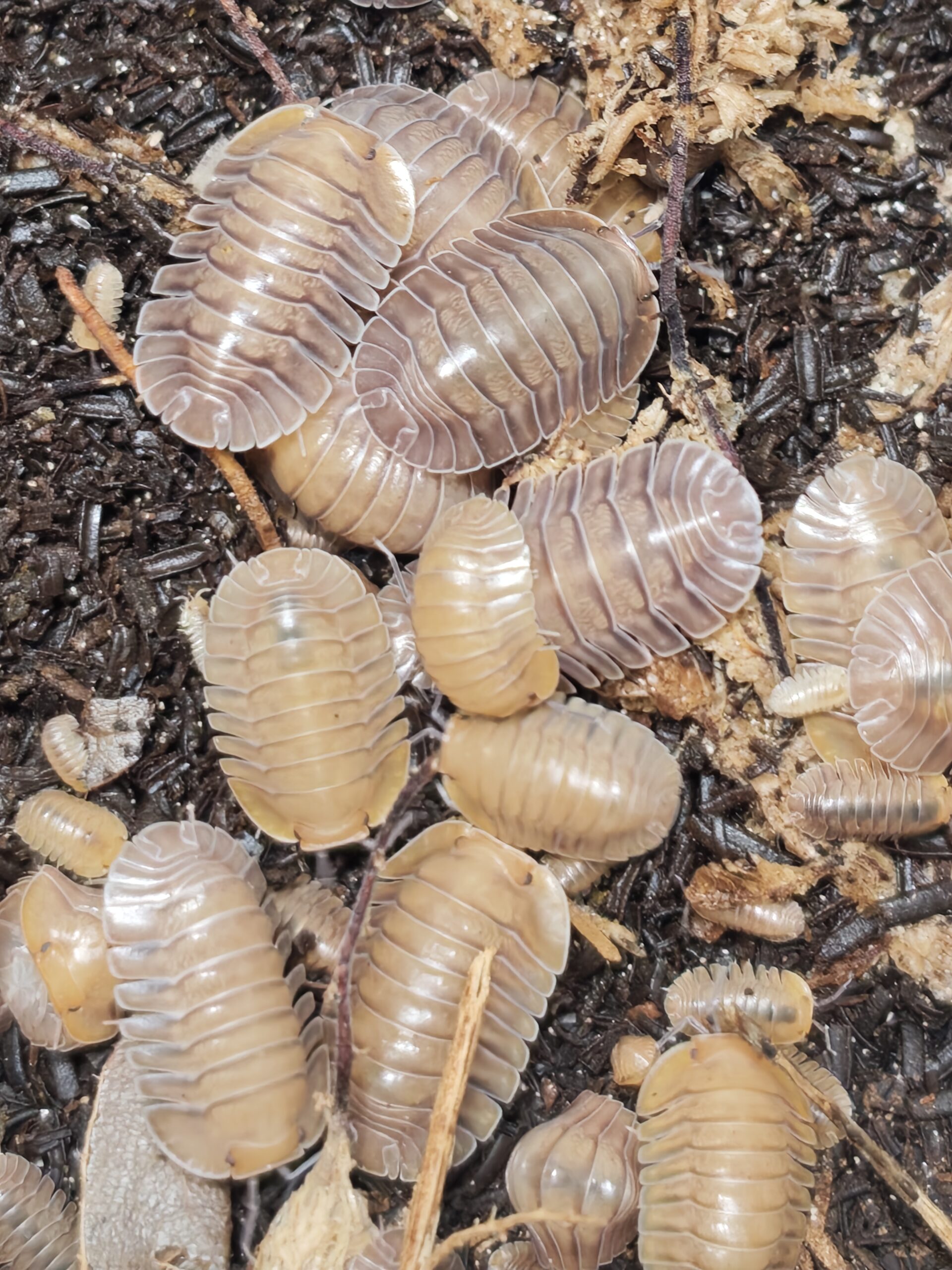 Troglodillo sp. Vex (2)